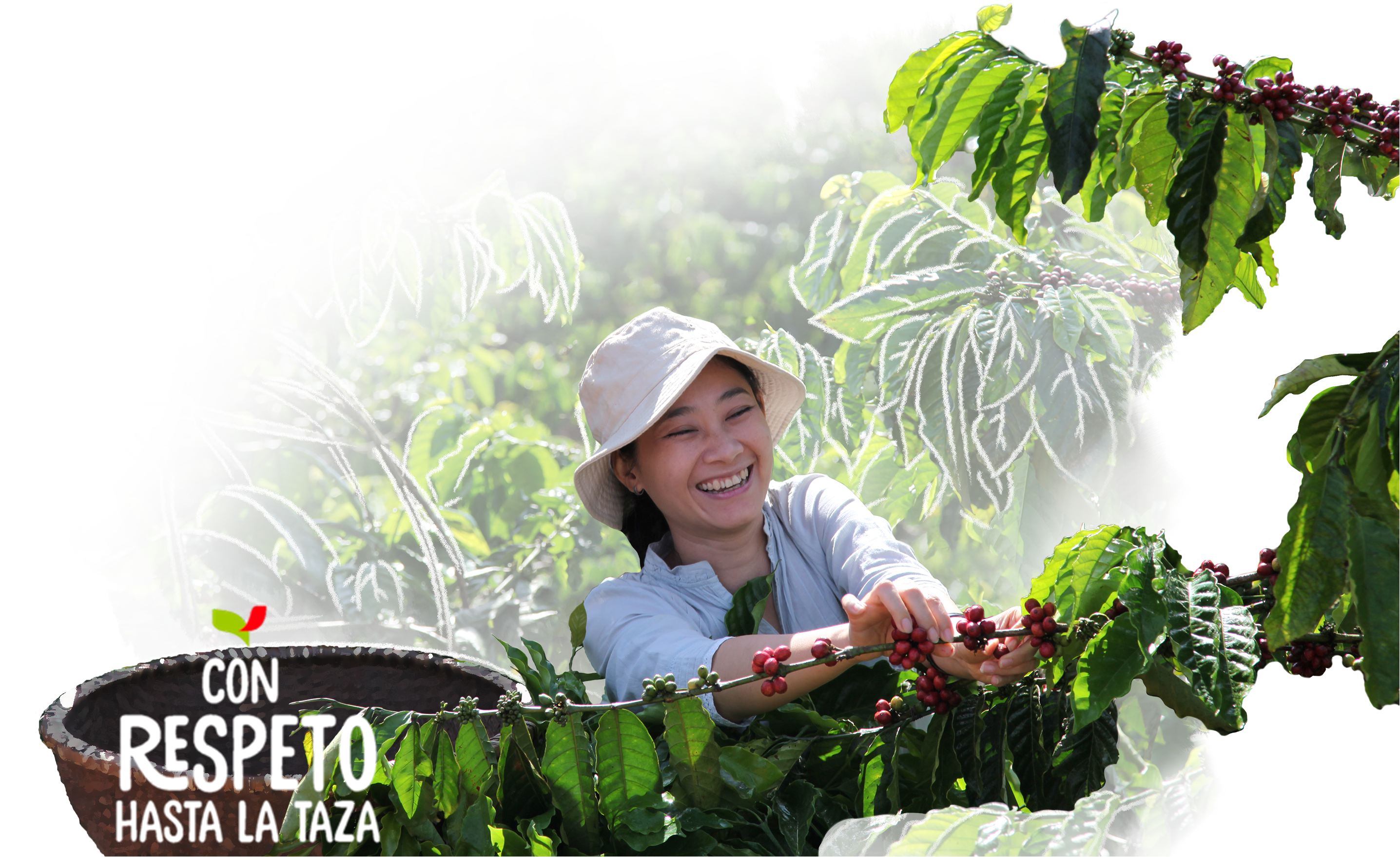 Mujer caficultora en cafetal nescafé