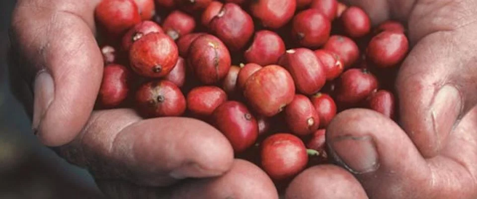 Manos sosteniendo granos de café recolectados