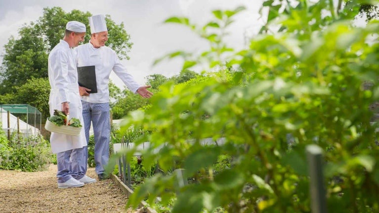 Dos cocineros recogiendo verduras en un huerto con abundantes plantas