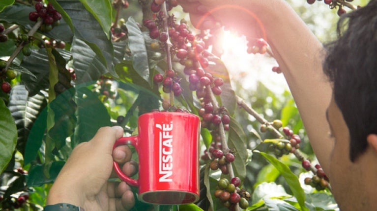 Caficultor sostiene la taza de NESCAFÉ® con una mano y con la otra recolecta granos de café