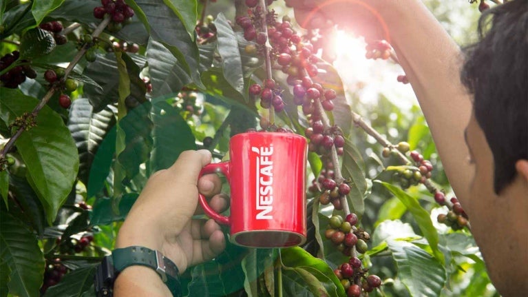 Caficultor sostiene la taza de NESCAFÉ® con una mano y con la otra recolecta café verde