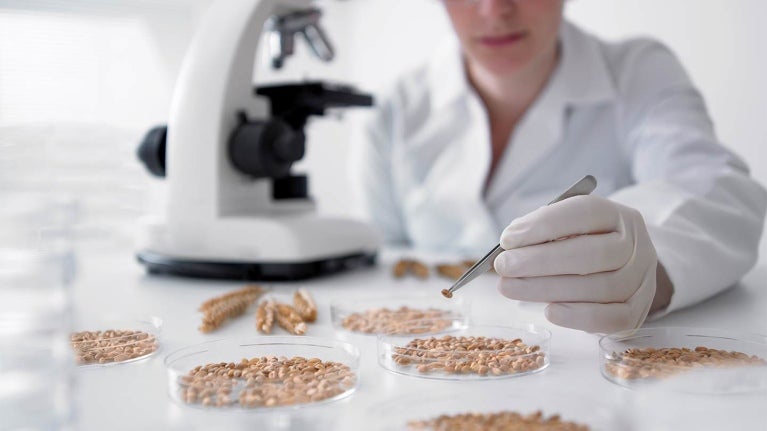 Placas de Petri con granos de cereal, al fondo una científica con un microscopio sostiene una muestra